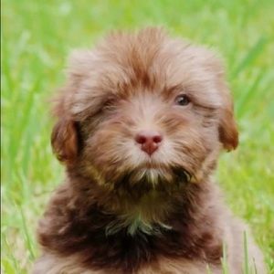 Meet your Posher, Maxwell